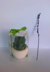 Yeşil Kaktüslü Mum